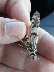 Dissosteira spurcata