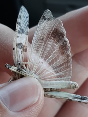 Dissosteira spurcata