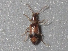 Notoxus desertus