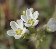 Sabulina californica