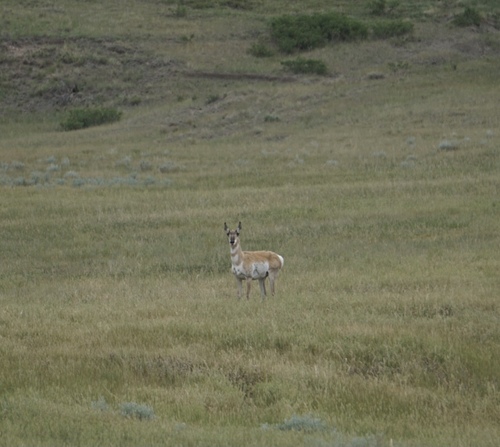 Pronghorn photographed in North Dakota