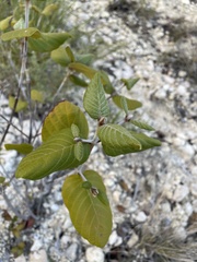 Guettarda krugii