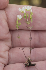 Sabulina californica