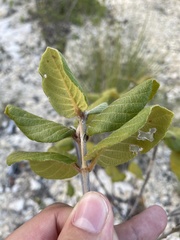 Guettarda krugii