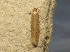 Limnaecia phragmitella