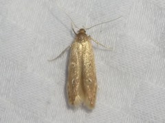 Limnaecia phragmitella