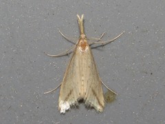 Donacaula longirostrallus