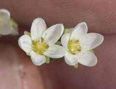 Sabulina californica
