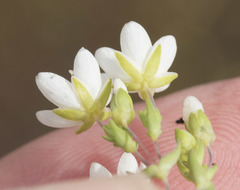 Sabulina californica
