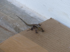 Zonosaurus madagascariensis