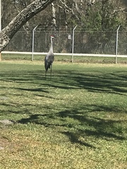 Grus canadensis image