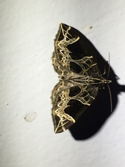 Gandaritis atricolorata