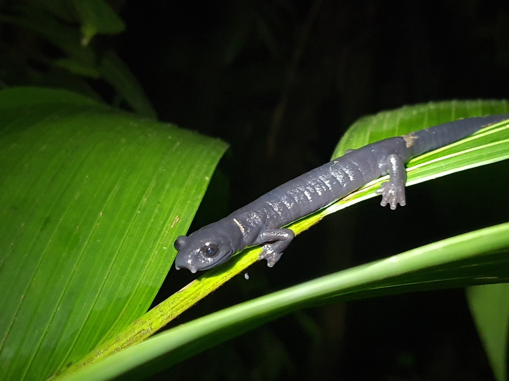 Guachmalen Black Mushroomtongue Salamander