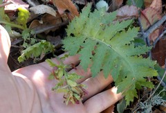 Pedicularis densiflora