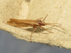 Limnephilus ornatus