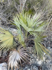 Coccothrinax alta