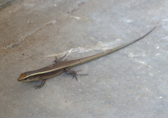 Zonosaurus madagascariensis