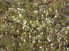 Sabulina californica
