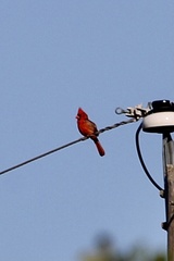 Cardinalis cardinalis
