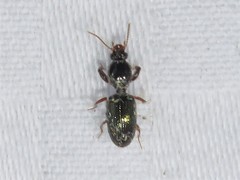 Dyschirius sphaericollis