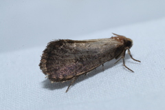 Acrolophus propinqua