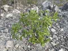 Tabebuia heterophylla
