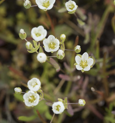 Sabulina californica