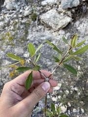 Tabebuia heterophylla