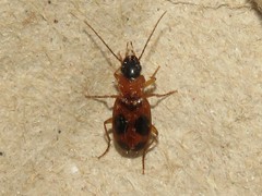 Badister neopulchellus