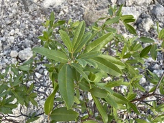 Tabebuia heterophylla