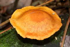 Clitocybe australiana
