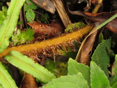 Parablechnum stipitellatum