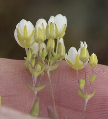 Sabulina californica