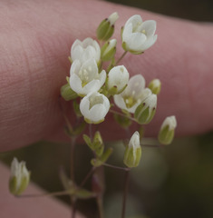 Sabulina californica