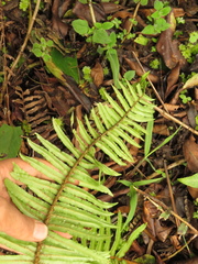 Parablechnum stipitellatum