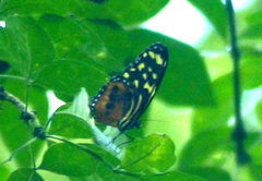 Tithorea harmonia hippothous