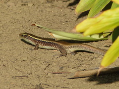 Zonosaurus madagascariensis