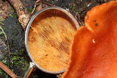 Clitocybe australiana