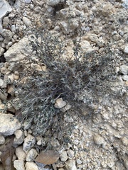 Euphorbia turpinii