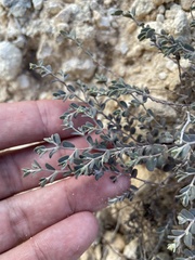 Euphorbia turpinii