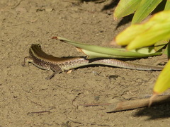 Zonosaurus madagascariensis