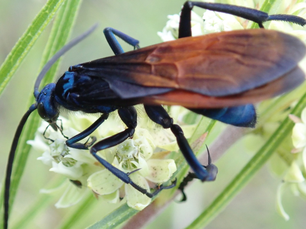 New World Tarantula-hawk Wasps from 1491 Missouri D, Camdenton, MO ...