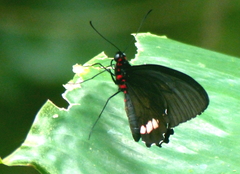 Parides sesostris