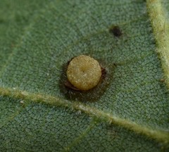 Caryomyia striolacrustum