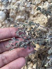 Euphorbia turpinii