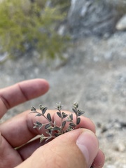 Euphorbia turpinii