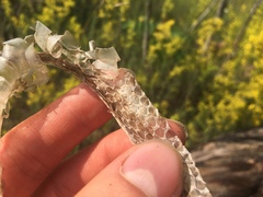 Thamnophis sirtalis sirtalis