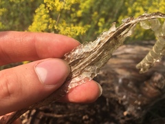 Thamnophis sirtalis sirtalis