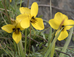 Viola douglasii