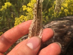 Thamnophis sirtalis sirtalis